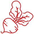 Beet Root