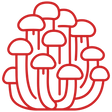 Cordyceps