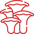 Reishi