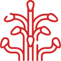 Valerian Root